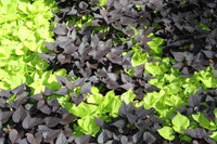 Sweet Potato Vine - Assorted Varietes made by here at Twin Oaks Nursery & Supply