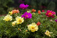 Portulaca - Purslanes - Moss Rose - Assorted Varieties made by here at Twin Oaks Nursery & Supply