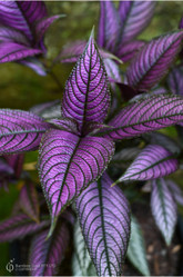 Persian Shield made by here at Twin Oaks Nursery & Supply