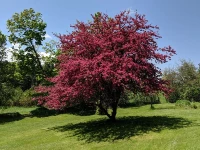 Flowing Profusion Red Crabapple made by here at Twin Oaks Nursery & Supply