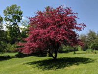 Flowing Profusion Red Crabapple