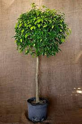 Ficus Benjamina Standard