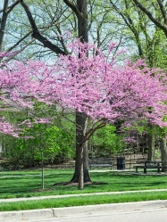 Rise 'N Shine Redbud