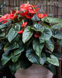 Flowering Anthurium - Red Heart