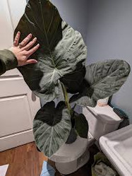 Alocasia - Regal Shields