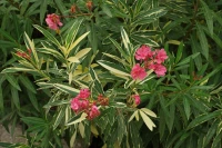 Twist of Pink Variegated Oleander made by here at Twin Oaks Nursery & Supply