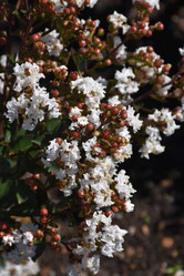  Vend Uncategorized Twin Oaks Nursery & Supply