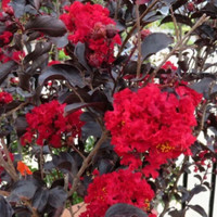 Crape Myrtle 'Ebony Fire'