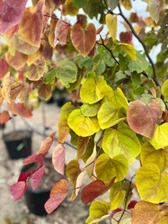 Flame Thrower Redbud made by here at Twin Oaks Nursery & Supply