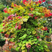 Flame Thrower Redbud