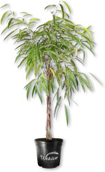  Vend Uncategorized Twin Oaks Nursery & Supply