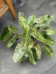 Philodendron Burle Marx