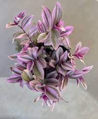 Tradescantia Nanouk