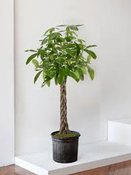 Pachira - Money Tree - Braid