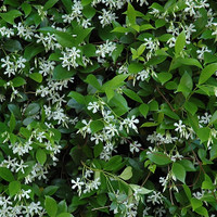 Confederate (Star) Jasmine made by here at Twin Oaks Nursery & Supply