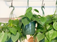 Philodendron Cordatum