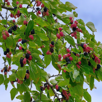 Fruiting Mulberry