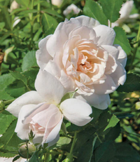 Rose Icecap Rose made by here at Twin Oaks Nursery & Supply