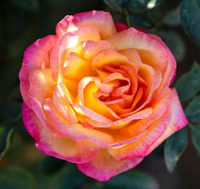 Rose Enchanted Peace Hybrid Tea Rose