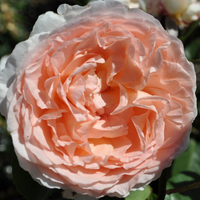 Rose Parfuma Bliss Hybrid Tea Rose made by here at Twin Oaks Nursery & Supply