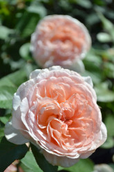 Rose Parfuma Bliss Hybrid Tea Rose