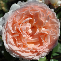 Rose Parfuma Bliss Hybrid Tea Rose
