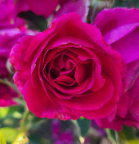 Rose Purple Aura Floribunda Rose made by here at Twin Oaks Nursery & Supply