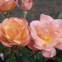 Rose Bright and Shiny Floribunda Rose