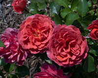 Rose Desert Sky Floribunda Rose made by here at Twin Oaks Nursery & Supply