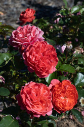 Rose Desert Sky Floribunda Rose