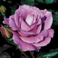 Rose Angel Face Floribunda Rose