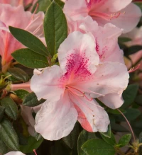 Encore Azalea Autumn Chiffon made by here at Twin Oaks Nursery & Supply