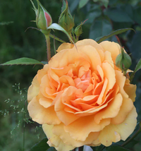 Rose Sunbelt South Africa Floribunda Rose made by here at Twin Oaks Nursery & Supply