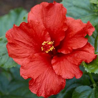 Feeling Hot Tropical Hibiscus made by here at Twin Oaks Nursery & Supply