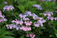 Tiny Tuff Stuff Hydrangea made by here at Twin Oaks Nursery & Supply