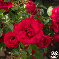 Don Juan Climbing Rose made by here at Twin Oaks Nursery & Supply