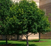 Monterrey White Oak
