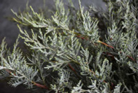  Vend Uncategorized Twin Oaks Nursery & Supply