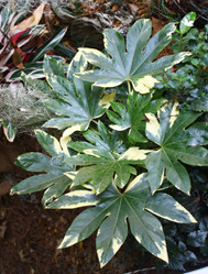 Variegated Japanese Aralia