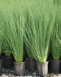 Blue Arrows Rush Juncus Grass made by here at Twin Oaks Nursery & Supply