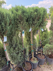 Blue Point Juniper Patio Tree