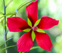 Texas Star Hardy Hibiscus made by here at Twin Oaks Nursery & Supply