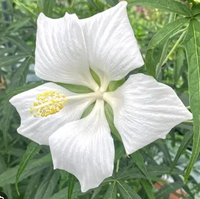 Texas Star Hardy Hibiscus