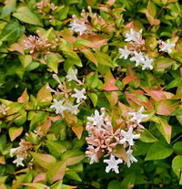 Peach Perfection Abelia
