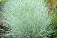 Cool as Ice Fescue made by here at Twin Oaks Nursery & Supply