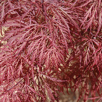 Ever Red Japanese Maple made by here at Twin Oaks Nursery & Supply