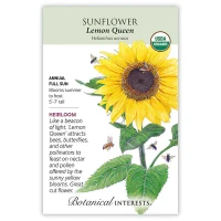 Sunflower Seeds