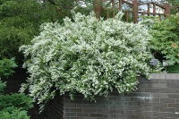 Nikko Slender Deutzia