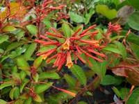  Vend Uncategorized Twin Oaks Nursery & Supply