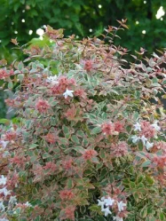  Vend Uncategorized Twin Oaks Nursery & Supply